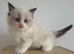 Beautiful Ragdoll Kittens