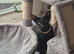 Lovely black oriental