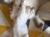 Kitten
