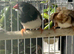 Triple orange finches