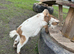 Female pigmy goats