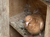 Recessive Yellow racing racer pigeon bred 2026