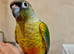 Adorable fully hand reared baby conures
