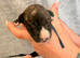 Whippet Puppies