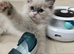 Super star ragdoll kittens