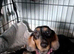 Smoothed hair dachshund miniature