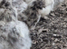 Silkie hatching eggs