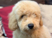 Beautiful Poochon Teddy Bears