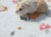 Longhaired lunkarya and texel guinea pigs