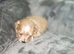 F1 Adorable Maltipoo Puppies