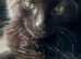 6 Beautiful Black Kittens Ready For Their Forever Homes
