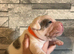 Bulldog x Staffordshire Bull Terrier