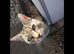 Silver tabby kittens