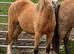 Unhandled mare