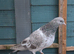 Pakistani pigeon for sale