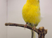 Joblots canary&rsquo;s available