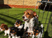 5 Jack Russels