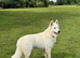 *Proven* White German Shepherd Dog Male at Stud