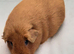 Guinea pig females