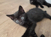 5 fluffy black kittens fpr sale - 2 left