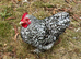 Chicks to Layers-all sizes from hatch to lay