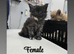 Maine coon kittens