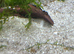 Mixed shrimps