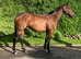 Smart chunky Irish 4yr bay gelding 16hh