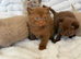 Adorable British Shorthair Kittens