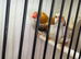3 split orange cocks 1 normal Isabel all 4 months