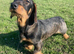 5 Wired-Haired Dachshund Puppies for Sale