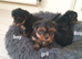 Reserved 0ne girl Yorkshire terrier puppies