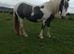 COB x blue and white 2yr old filly