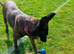 German X Dutch Shepherd puppies