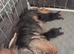 Beautiful 2 boys Yorkshire terrier