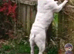 Female old English bulldog 3 years old