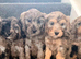 Beautiful puppies