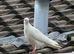 Adult pair tippler