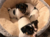 Beautiful True type Jack Russell puppies