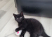 1 Maine Coon X kitten left!