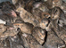 Chinese button quails