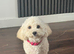 Female Poochon