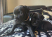 Beautiful Patterdale Puppies