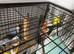 Budgies