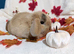 Mini lop and mini plush lop