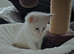 Rehome Full Stunning Ragdoll