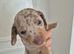 Mini dachshund