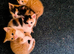 New litter in