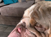 British bulldog pedigree 5 gen papers