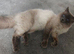Male Ragdoll